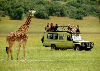 Discovering the Wonders of Uganda: A Wildlife Safari Journey